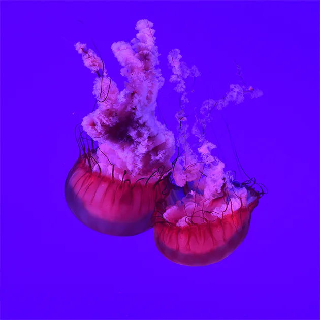 蜂鸟电竞